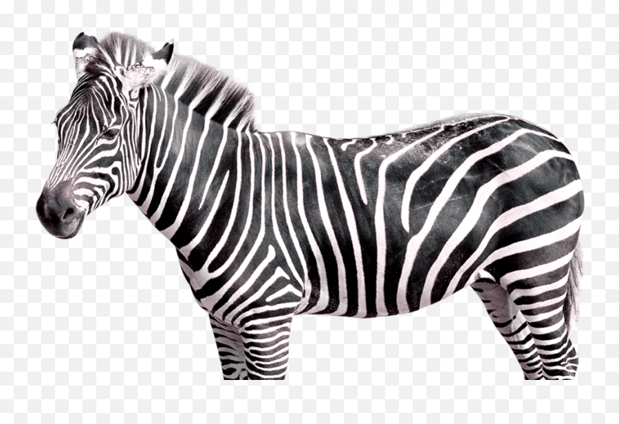 Ehlers - Danlos Syndrome Archives The Unchargeables Zebra Transparent Emoji,Ant Fork Knife Emoji