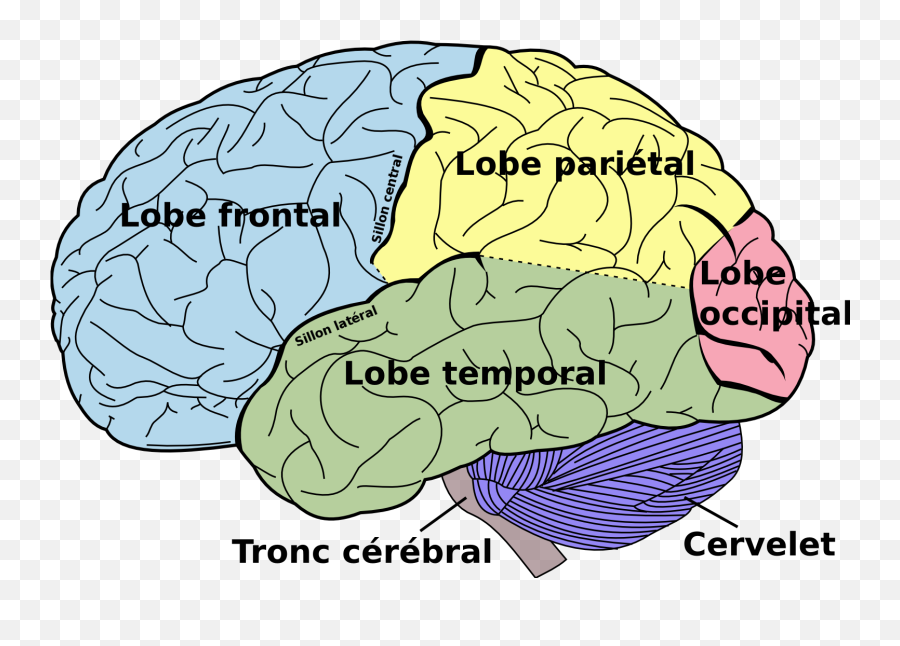 Le Cerveau Entend - Intraparietal Sulcus Emoji,Cerveau Gauche Emotion