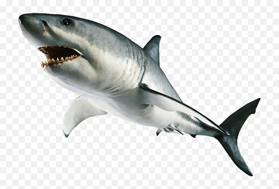 Photography - Shark Transparent Background Emoji,Emotion Spitfire Fishing