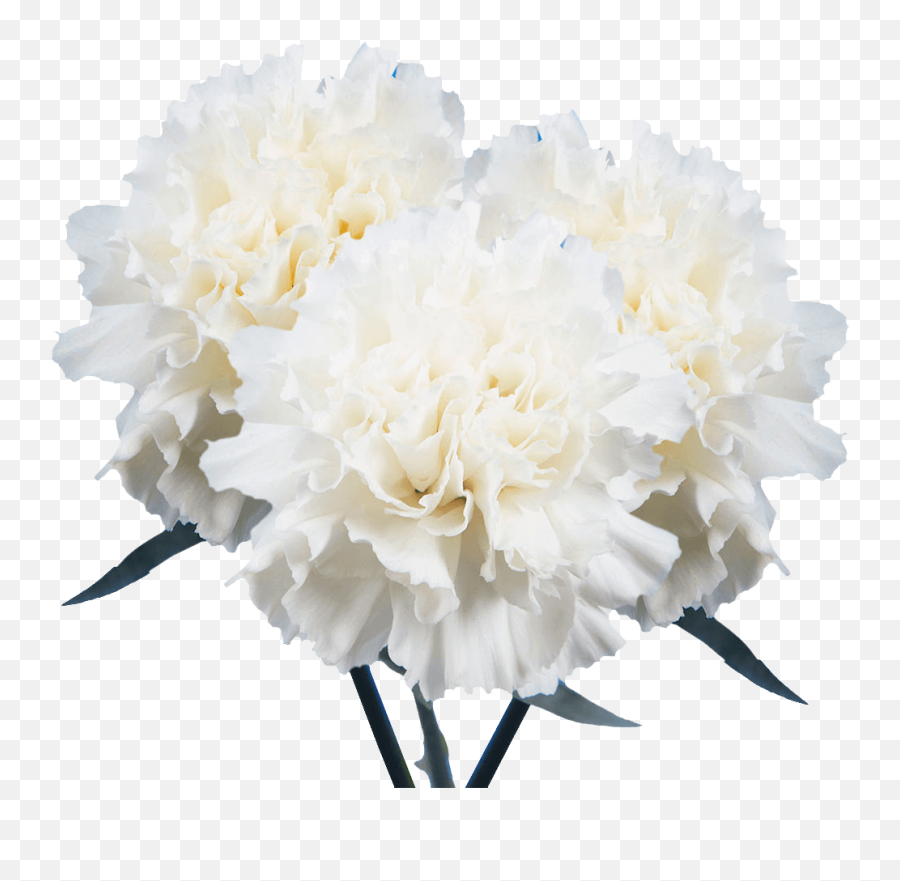 What Flowers To Give - White Carnations Emoji,Colour Symbolising A Mothers Emotion Mother