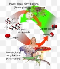 Water - Wikiwand Autotroph Emoji,Water's Emotion Is