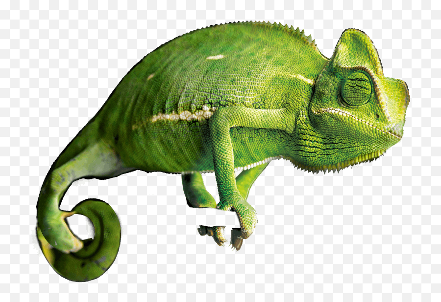 Tecno Camon 12 Air - Common Chameleon Emoji,Chameleon Emoji