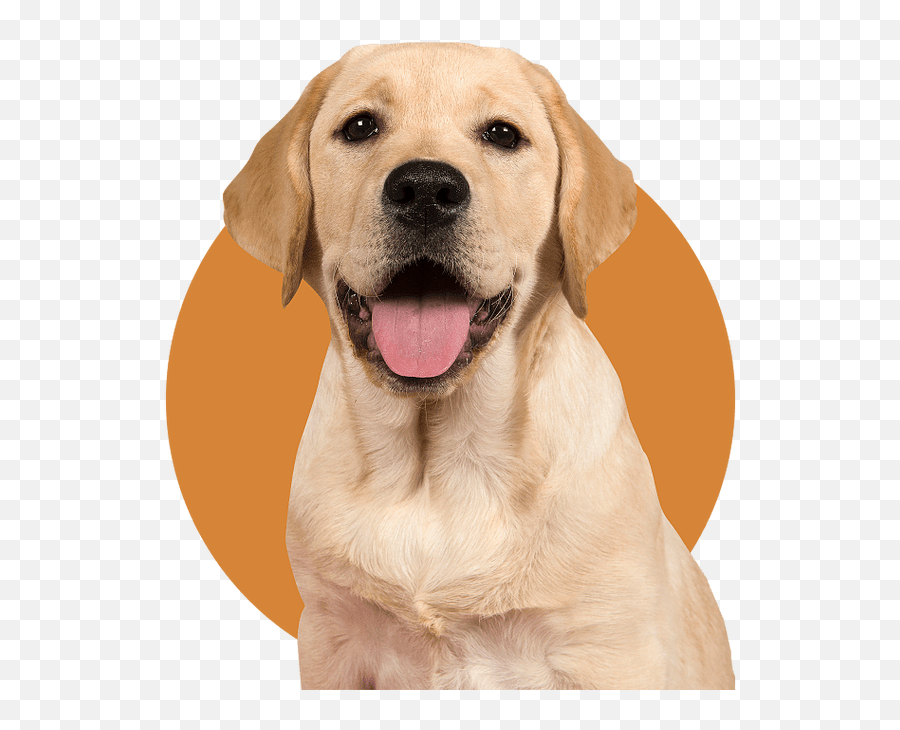 Dog Defense Attorney Boston - Labrador Spitz Mix Dog Emoji,Cats Vs Dogs Emotion
