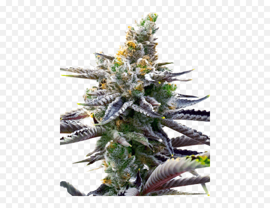 White Widow Auto Crop King Seeds - Event Emoji,Nuting Emoticon