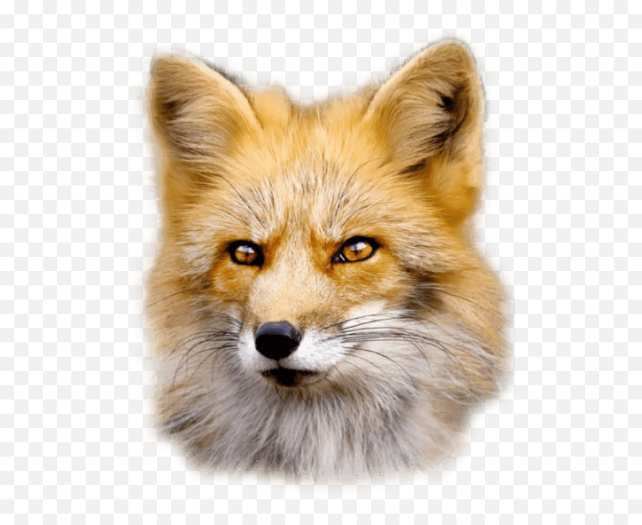 Fox Head Png Clipart Download - Fox Face Png Emoji,Fox Amnimal Emotions