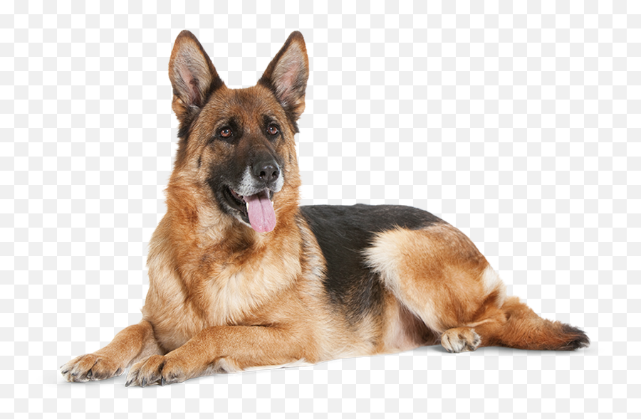 German Shepherd Dog Transparent - German Shepherd Png Emoji,German Shepherd Dog Barking Emoticon