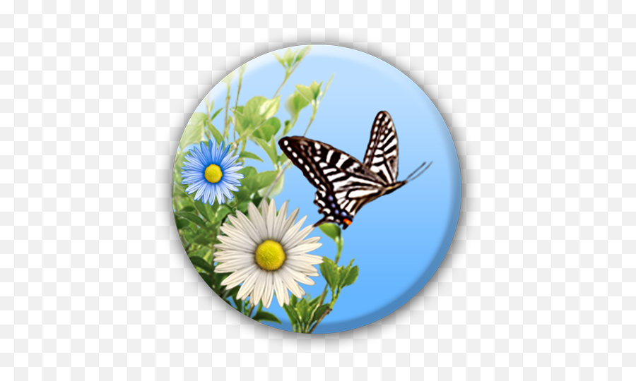 Butterfly - Apps On Google Play Old World Swallowtail Emoji,Butterfly Emoticon Android