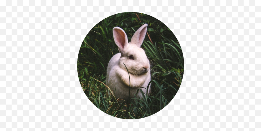 Animal Facts - Happy Easyer Emoji,Rabbit Emotions