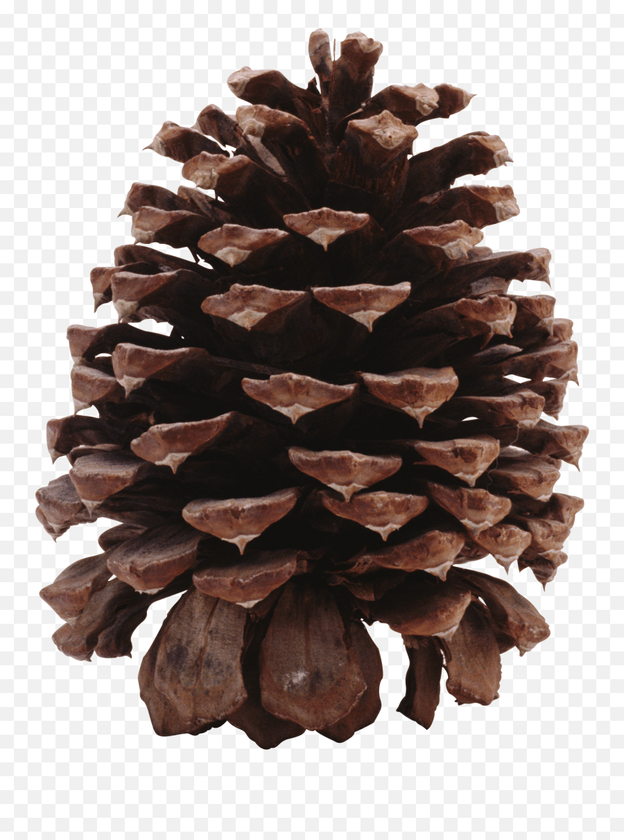 Conifer Cone - Pine Cone Png Emoji,Pine Cone Emoji