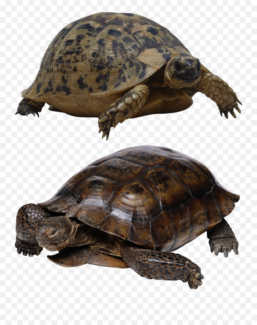Turtle Isolated Tortoise Panzer - Turtle Cave For Aquarium Emoji,Turtle Emotions