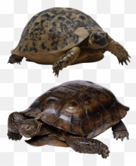 Turtle Isolated Tortoise Panzer - Turtle Cave For Aquarium Emoji,Turtle Emotions