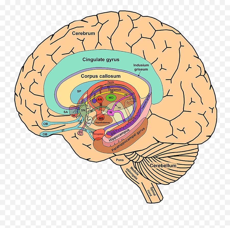 The Limbic System The Science Of Psychotherapy - Labeled Limbic System Diagram Emoji,Emotion Brain