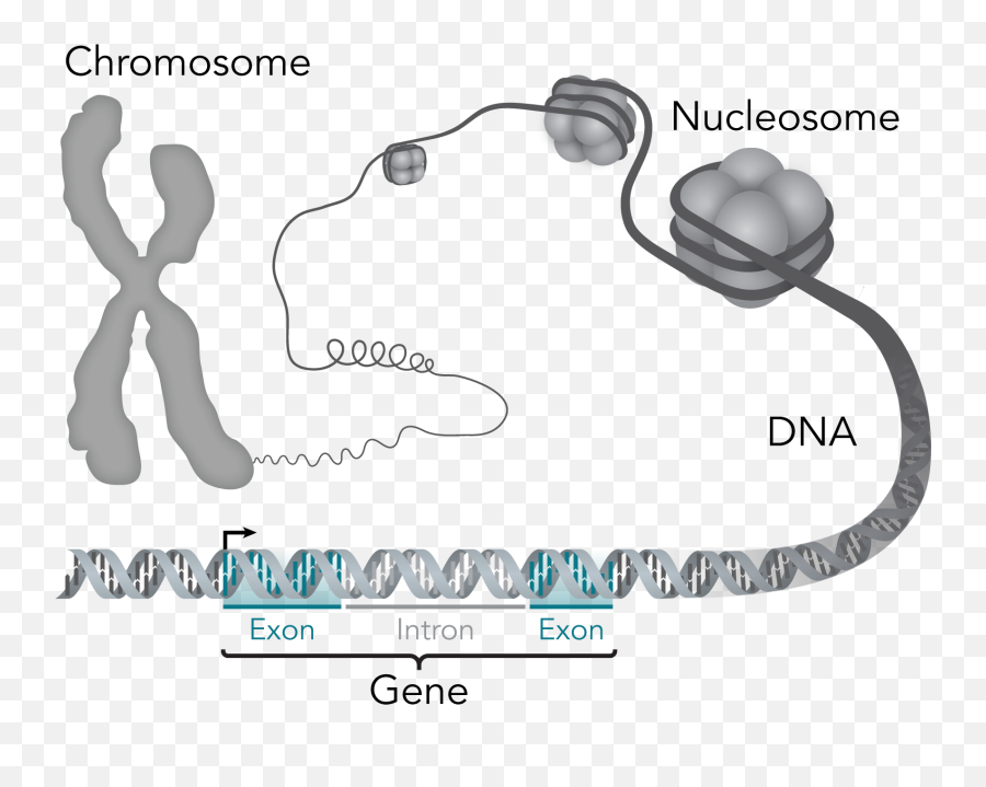 Sudut Pandang Merangkul Kaum Gay Kembali Kepada Fitrah - Chromosom Dna Emoji,Scrotum Emoji