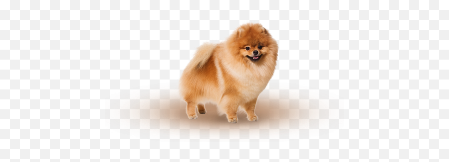 Aesthetica Pathetica Emoji,Skype Dog Emoji