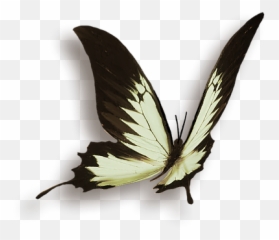Les Pratiques Femnines Taoistes - Papillon Png Emoji,Meridien Vessie Emotion