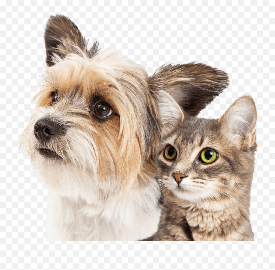 Leader In The No - Cat And Dog Emoji,Dog Cat Emotion Responses