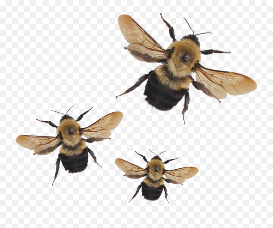 The Most Edited - Aesthetic Bee Emoji,What Do Emoji Lips And Bumble Bee Mean