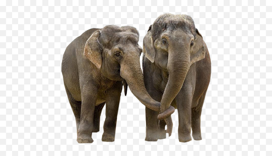 Elephants 6 Png Official Psds - Transparent Elephants Emoji,Elephants Emoji