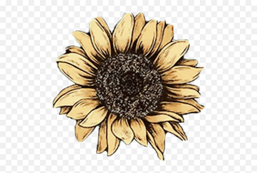 Aesthetic Sunflower Drawing Background - Largest Wallpaper Transparent Aesthetic Sunflower Png Emoji,Sunflower Emoji