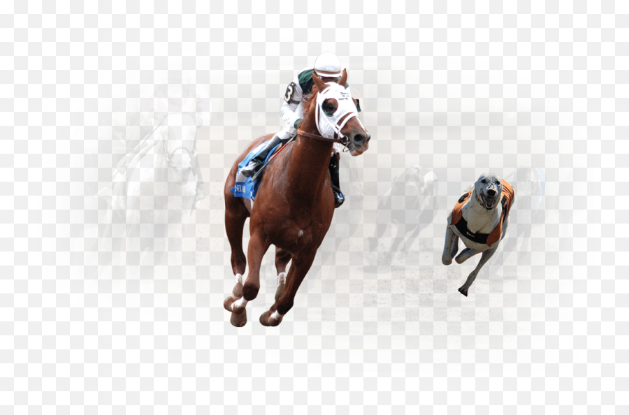 Live Horse And Greyhound Racing Channels Solutions Vermantia Emoji,Show Emotion To Horses And Dogs