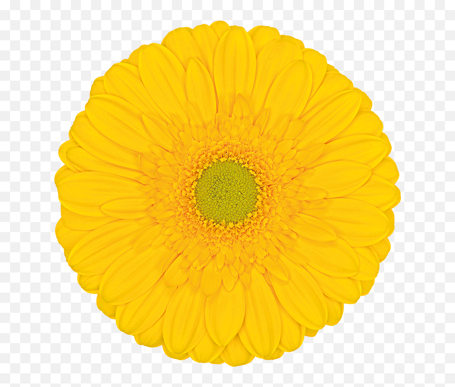 Gerbera Bloemen Dens Emoji,Inside Out Bicolor Emotion