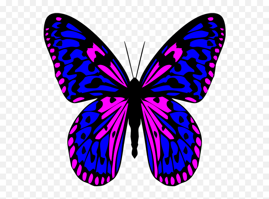 Free Photo Butterfly Antennae Wings Colorful Icon Insect Emoji,Butterfly Emoji