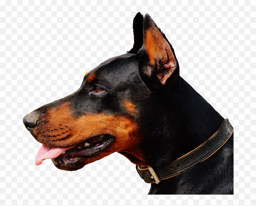 Dog Animal Doberman Sticker - Doberman Dog Png Emoji,Doberman Emoji