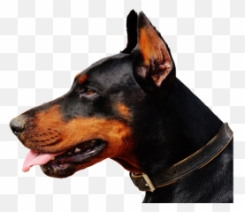 Dog Animal Doberman Sticker - Doberman Dog Png Emoji,Doberman Emoji
