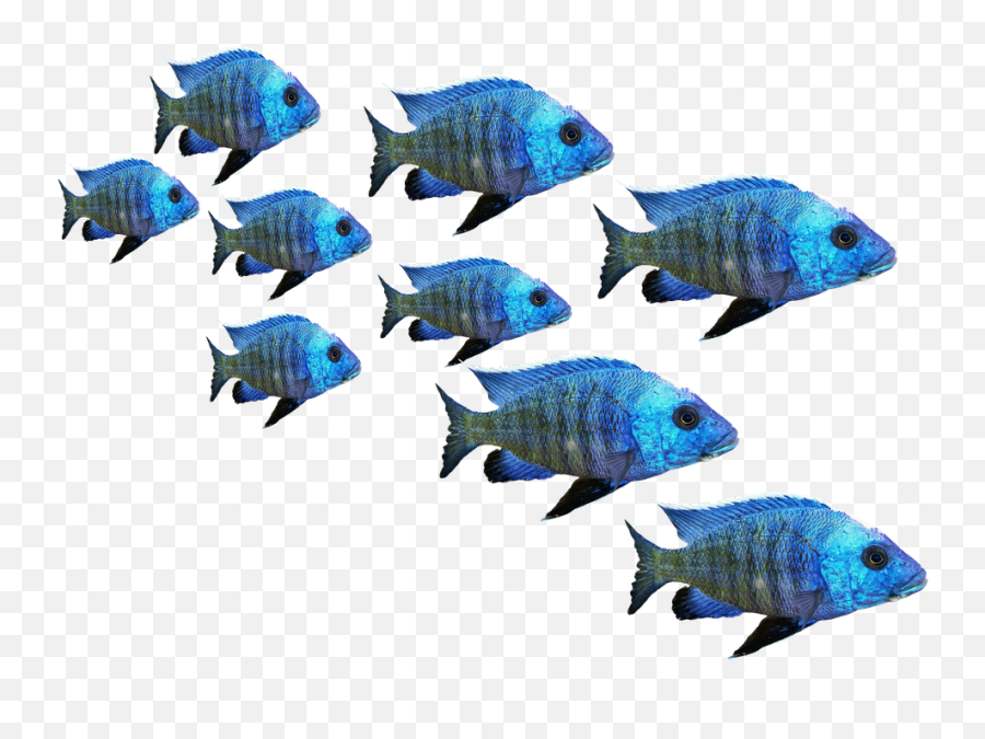 Download Fish Fish Swarm Perch Sea Lake Water Nature - Fish Swarm Png Emoji,Sergeant Emoji