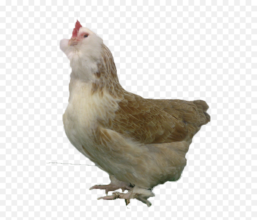 Blog - Adelaide Chicken Sitting Service Ameraucana Emoji,Chicken Emotions
