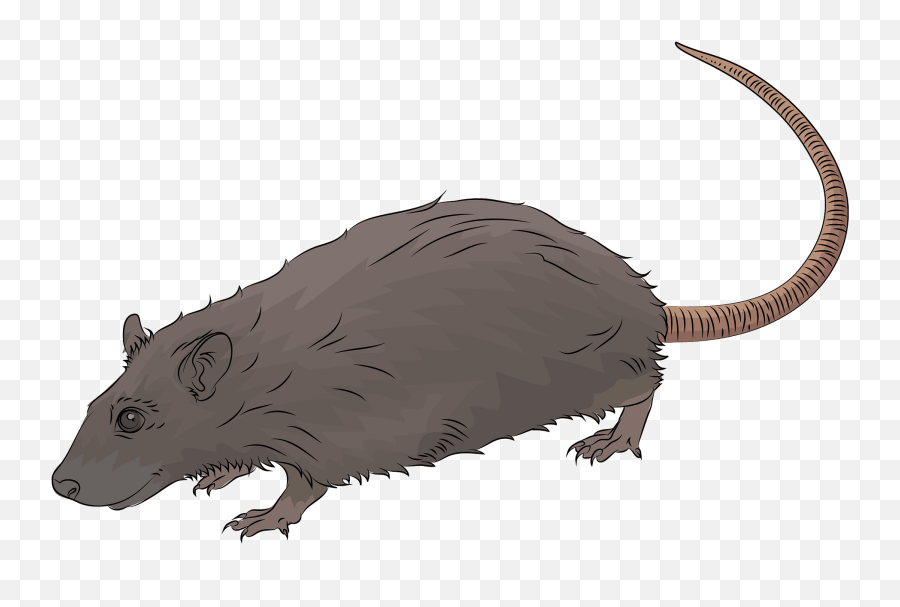 Rat Clipart - Rat Clipart Emoji,Opossum Emoji