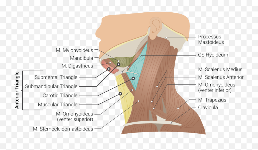 Torticollis Article - M Mylohyoideus Emoji,Comlex Emotions