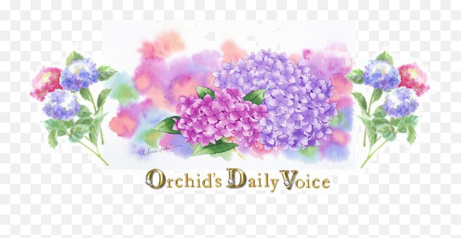 Orchidu0027s Daily Voice Home Page Sweet Red - Bean Soup And Hydrangea Emoji,Emotions Felings