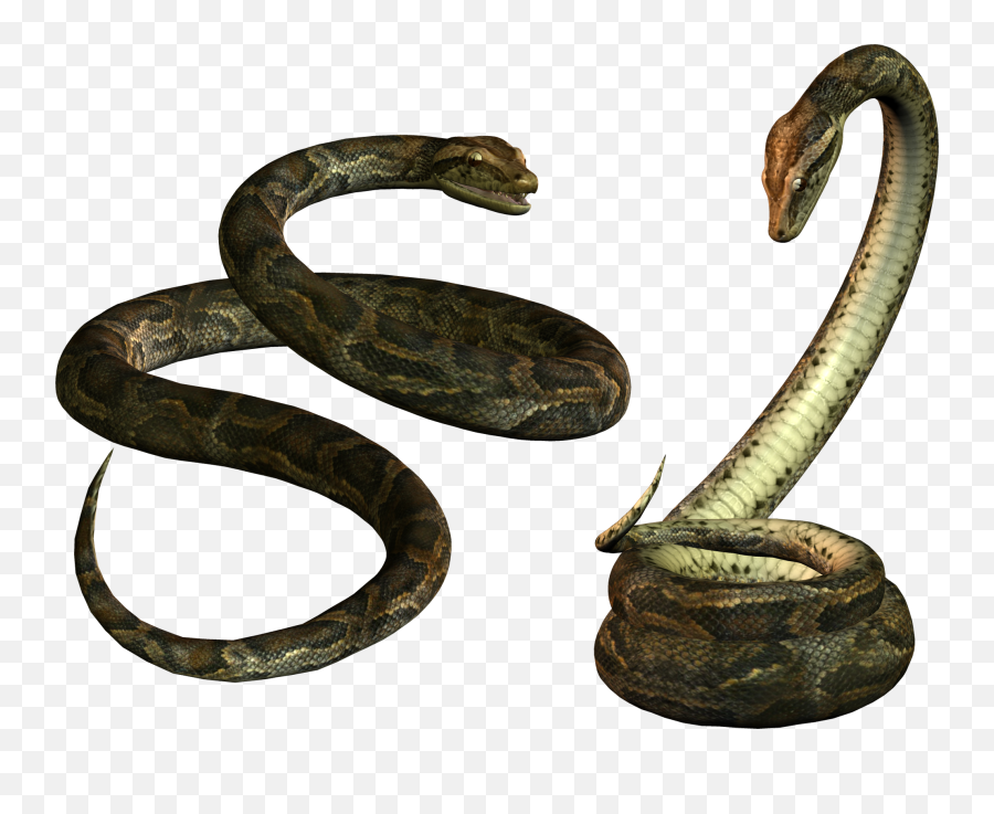 Snake Png And Vectors For Free Download - Dlpngcom Transparent Background Snakes Png Emoji,Ladder Snake Emoticon Metal Gear Solid