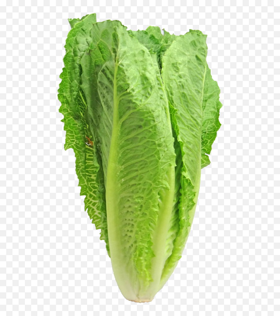 Photos Romaine Lettuce - Clip Art Library Romain Lettuce Emoji,Lettuce Emoji