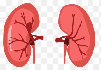 Is Blood Creatinine Enough For Renal Function Tests Wrong Emoji,League Of Legends Adc Emoticon