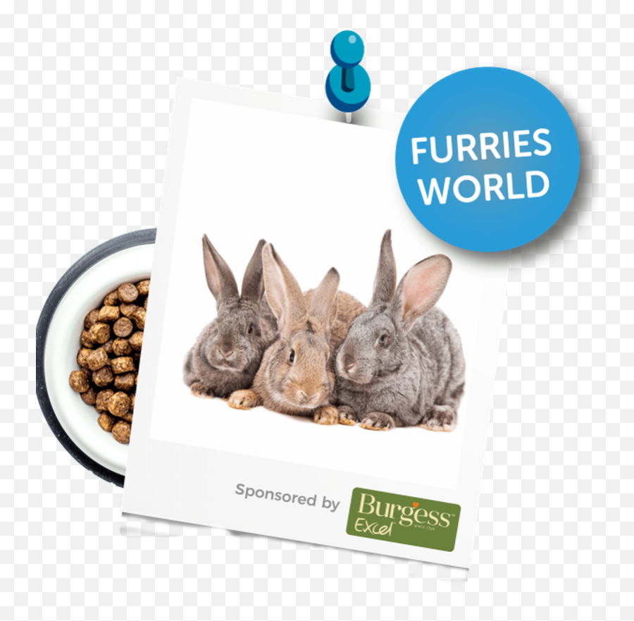 The Family Pet Show - Pygmy Rabbit Transparent Png Free Emoji,Excel Dog Emoji
