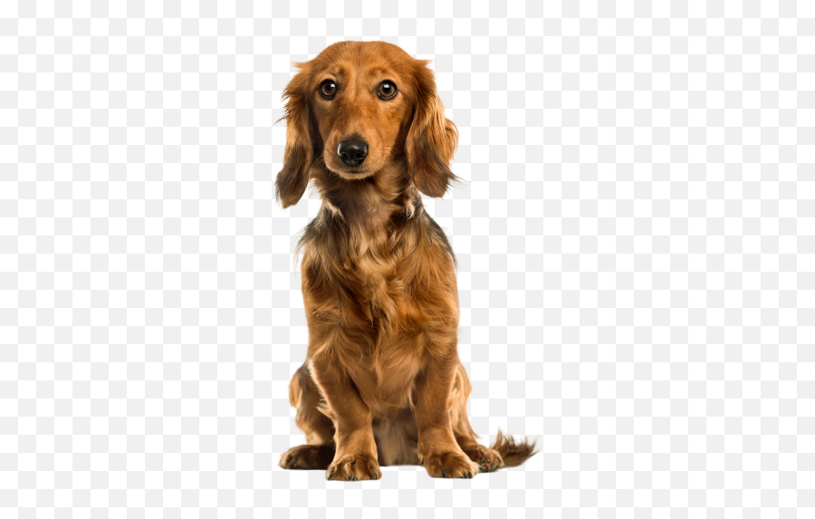 Dog Anxiety A Full Guide And Recommended Dog Anxiety - Real Dog Clipart Transparent Background Emoji,What Emotions Do Dogs Have