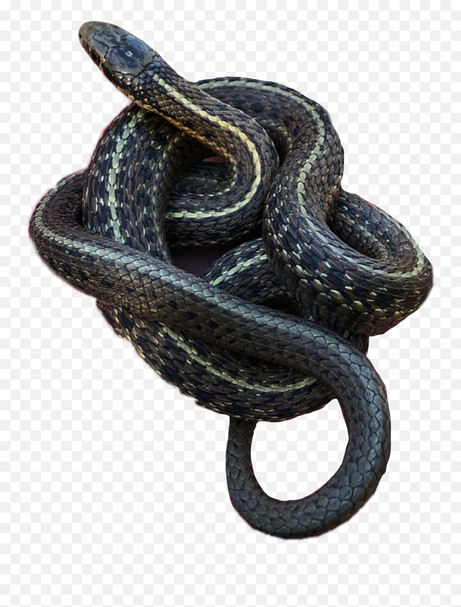 Snake Snakes Sticker - Serpent Emoji,Snakes Emoji