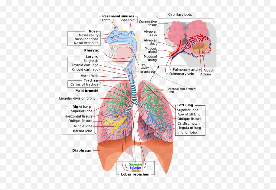 Human Anatomy For Health Wellness - Respiratory Disorders Emoji,Anatomy Of Emotions
