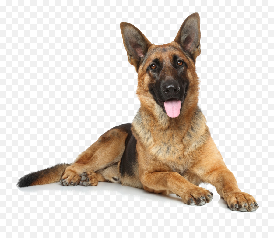 Animal - Dog Behavior Archives Doggie Residence German Shepherd Dog Png Emoji,Emotion Pets Playfuls
