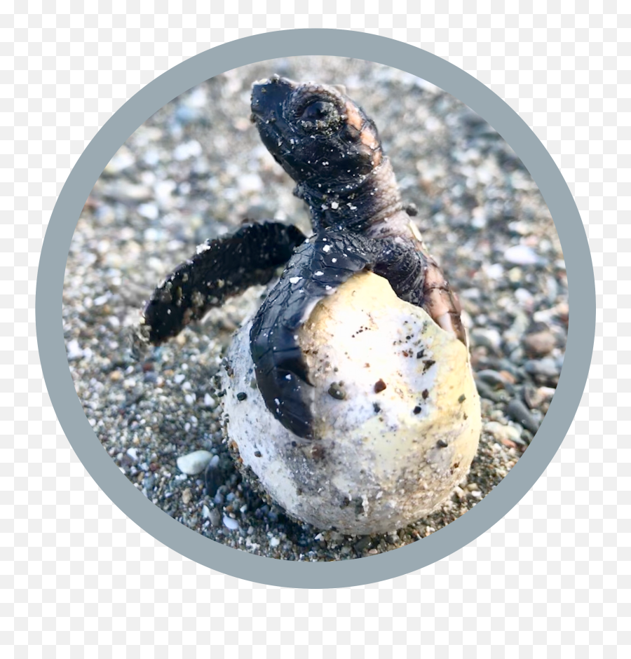 Activities - Loggerhead Sea Turtle Emoji,Turtle Emotions