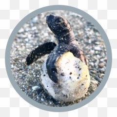 Activities - Loggerhead Sea Turtle Emoji,Turtle Emotions