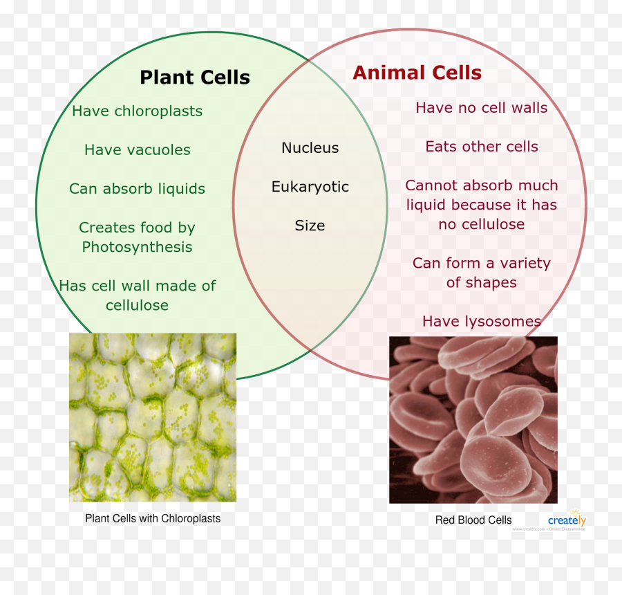 Animal Cell Vs Plant Cell Comparison - Chart Plant Cell Vs Animal Cell Emoji,Thinkplant Emoji