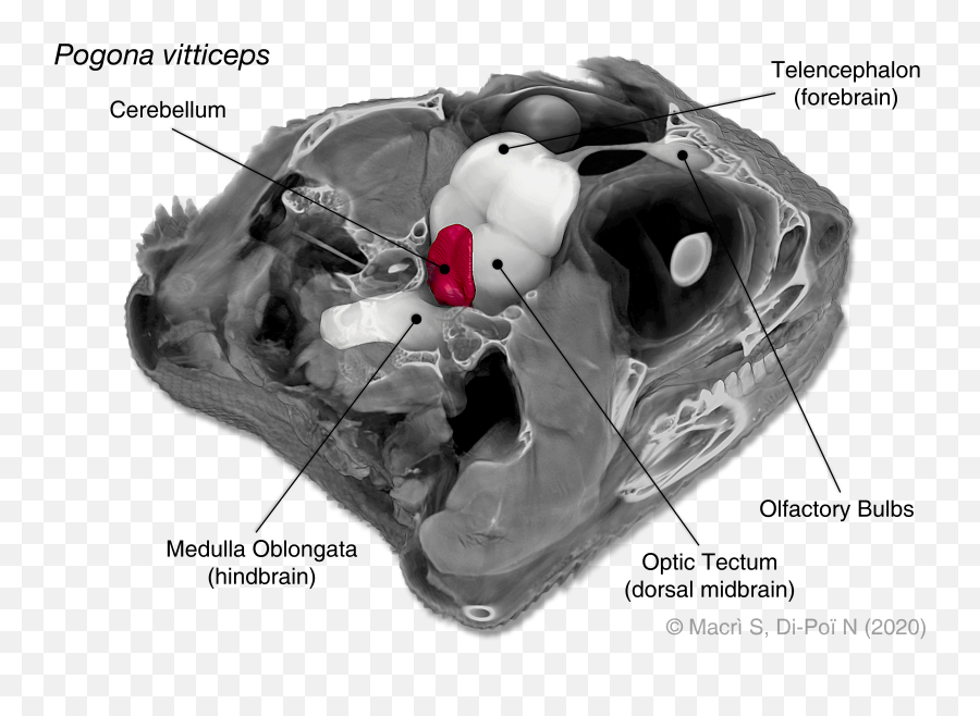 Pdf Comparative Analysis Of Squamate Brains Unveils Multi - Bearded Dragon Brain Emoji,Do Bearded Dragons Change Color Do To Emotion