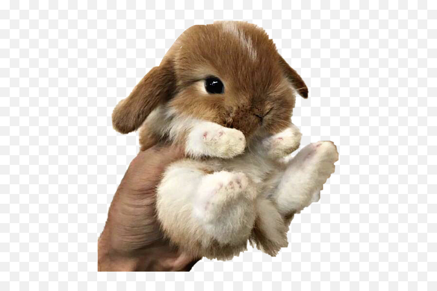 Baby Bunny Png - Baby Bunny Rabbit Hand Holding Small Real Bunny Emoji,Two Bunny Girl Emoji