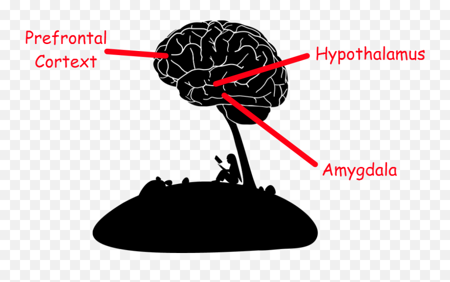 Metabolic - Brain Tree Png Emoji,Be Mindful Of Your Emotions Anakin