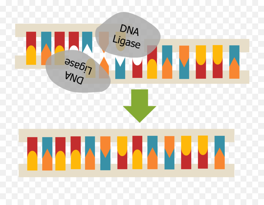 President Dna My Storybook - Dna Ligation Png Emoji,Emoticon Dna Strand