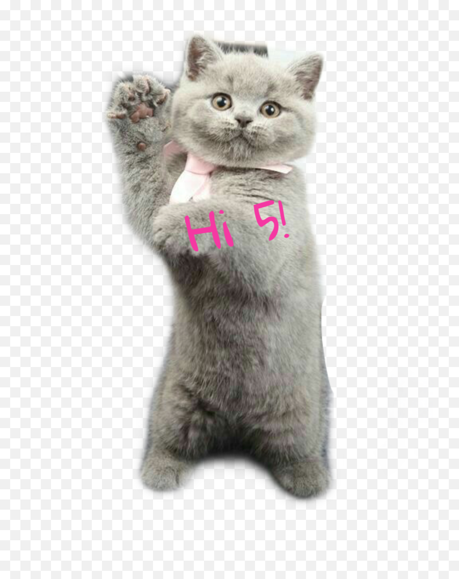 Hi5 Highfive Paws Cat Sticker - British Shorthair Emoji,Grey Cat Emoji