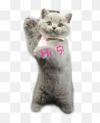 Hi5 Highfive Paws Cat Sticker - British Shorthair Emoji,Grey Cat Emoji